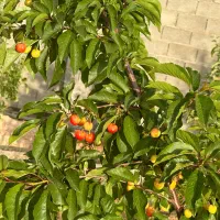 باغ ۱۰۰۰متری|فروش زمین و ملک کلنگی|شیراز, حومه شیراز|دیوار