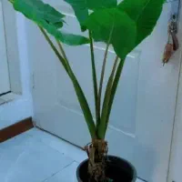 گل .حراج فقط برای روز پدر ۶۰