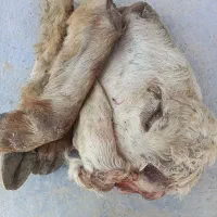 کله پاچه بره