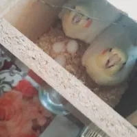 فروش عروس هلندی لوتینیو|پرنده|بهار, |دیوار