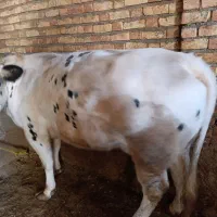 یک راس گاو بلژیک جوان 6ماه آبستن از نژاد