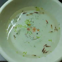 میگو آکواریوم