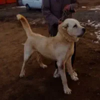 پژدر ۷ ماهه ماده|سگ|الیگودرز, |دیوار