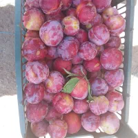 سیب گلاب درجه یک.هلو الو بخارا والو شابلون نهاوند