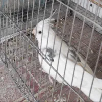 دوکت