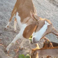 بز و کهره|حیوانات مزرعه|بندرعباس, |دیوار