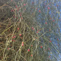 تورگردشگری 1500م