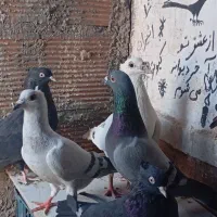 تعدادی کبوتر و یک عدد جفت کن