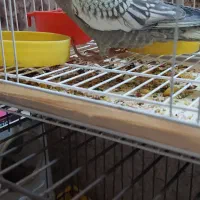 فروش یک جفت عروس هلندی با ۴جوجه|پرنده|هندیجان, |دیوار