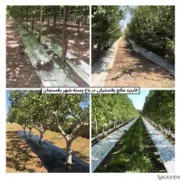 مالچ پلاستیکی