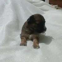 پامر اشپیتز|سگ|تهران, مینای شمالی (مخبر)|دیوار