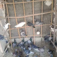 ۵۵عدد کبوتر مشهدی قیمت یک جا دونه ای ۳۰۰هزار تومن|پرنده|سرخه, |دیوار