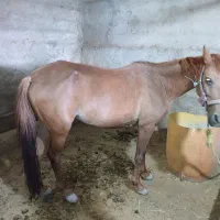 مادیان سالم آماده کره کشی و کوه