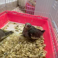 جوجه سرلاکی ماده