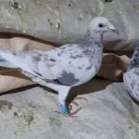 سار خطی|پرنده|بجنورد, |دیوار