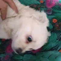 توله اشپیتز ماده|سگ|نسیم‌شهر, |دیوار