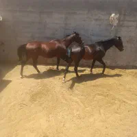فروش ۲ راس اسب دورگه قیمت توافقی