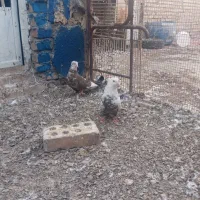 پرنده رنگی پلاکی|پرنده|اهواز, اسلام آباد غربی|دیوار