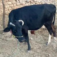 گاو و گوساله سیمینتال