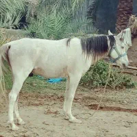 اسب نریون عرب|اسب و تجهیزات اسبسواری|بم, |دیوار