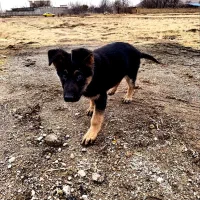 سگ ژرمن شولاین نر