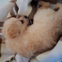 واگذاری شیتزو|سگ|گنبد کاووس, |دیوار