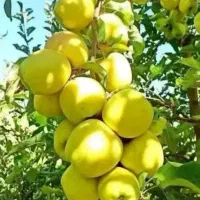 فروش نهال با تمامی ارقام ها