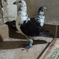 کبوتر سینه سفید شیرازی