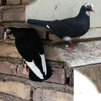 کبوتر جفت پلنگ ماده