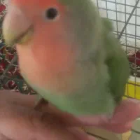 طوطی برزیلی دستی