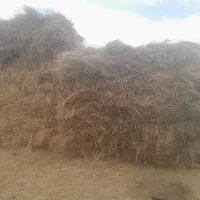 علف|لوازم جانبی حیوانات|اردبیل, |دیوار