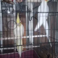 یک جفت عروس هلندی لوتینو مخصوص و جوجه کشی