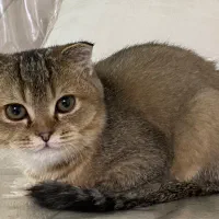گربه اسکاتیش بلک گلد اصیل