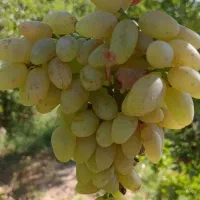 باغ فروشی فخراباد