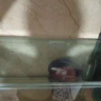 آکواریوم ماهی|ماهی|قرچک, مهدیه|دیوار