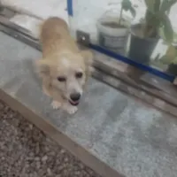 سگ پامر