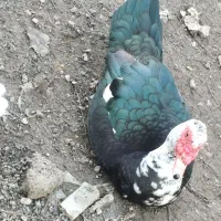 اردک اسراییلی نر