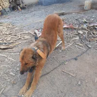 چند قلاده سگ