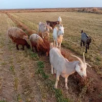 ۳عددبز (سانان) آبستن