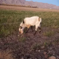 تکه پاکستانی نر بز اصیل