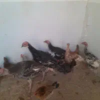 بوقلمون ۷ ماه دونه ۹۰۰