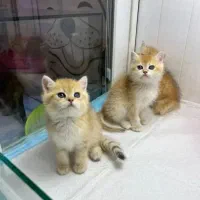 واگذاری بچه گربه