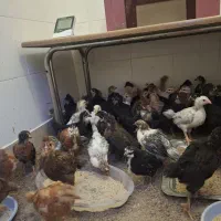 جوجه گلپایگانی مرغ و خروس ۳۰ روزه