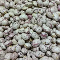 لوبیا چیتی