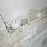 کبوترجوجه ی|پرنده|سراوان, |دیوار