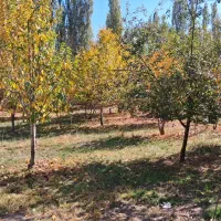 فروش باغ|فروش خانه و ویلا|فیرورق, |دیوار