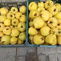هیوا