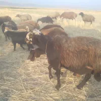 قوچ  درجه یک بشرت