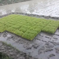 توم هاشمی باکسی