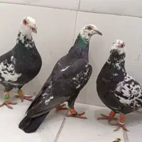 سوسکی|پرنده|سده (خراسان جنوبی), |دیوار